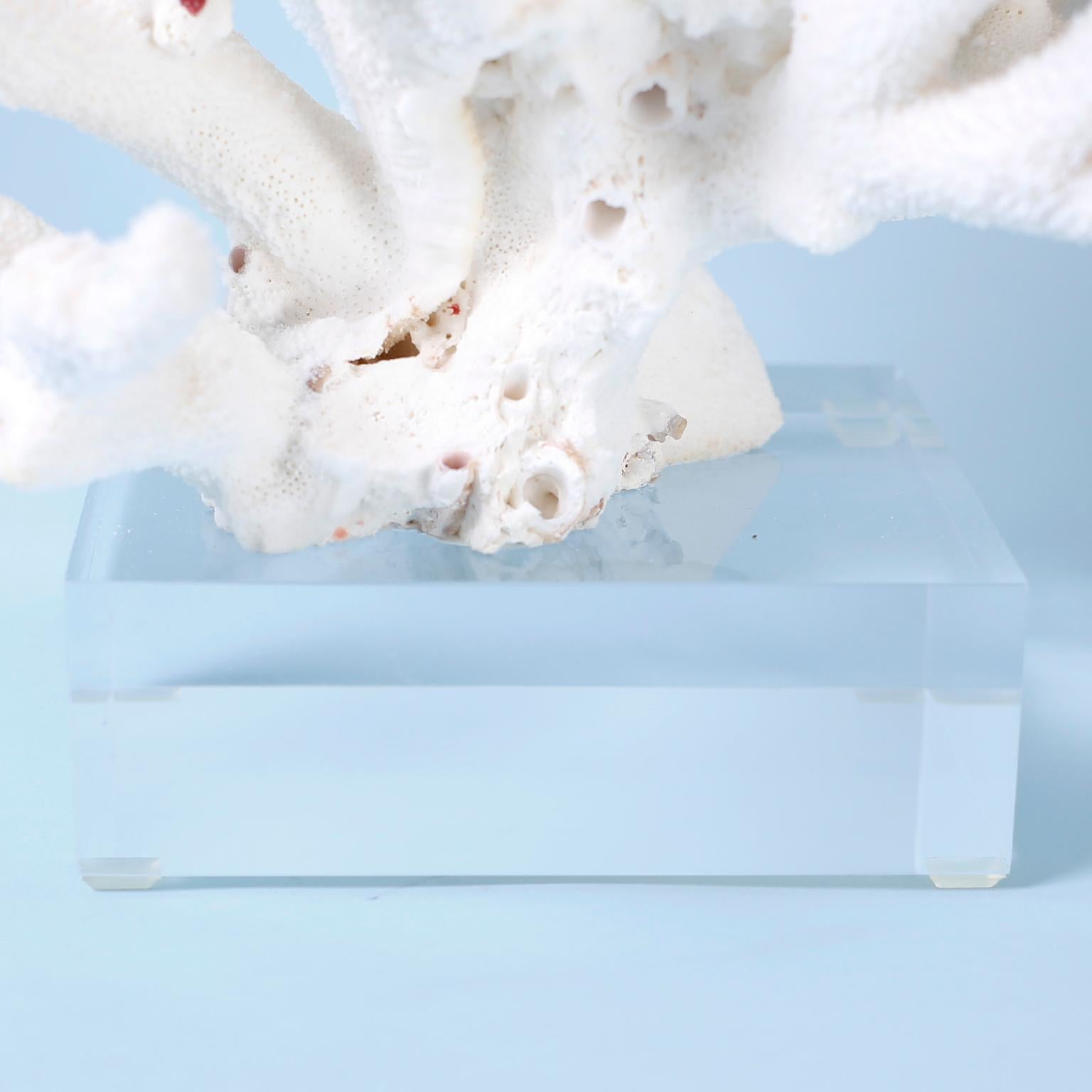 White Branch Coral Sculpture on Lucite In New Condition In Palm Beach, FL