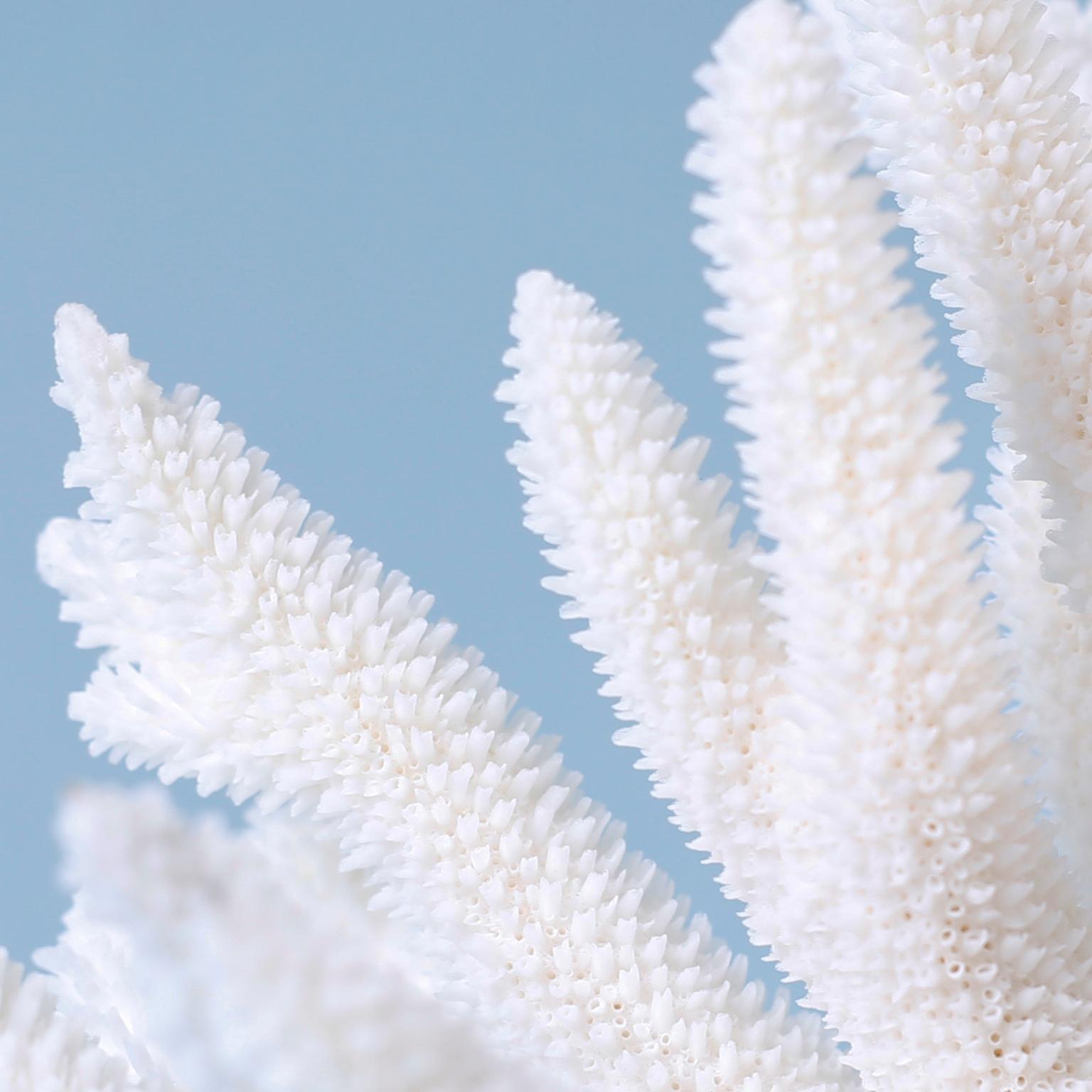 Weiße Korallenskulptur mit weißem Zweig auf Lucite (21. Jahrhundert und zeitgenössisch) im Angebot