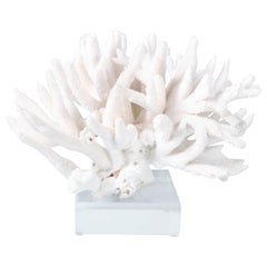 Sculpture de branche de corail blanche sur lucite