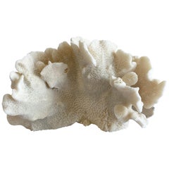 White Cactus Coral