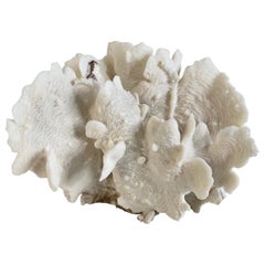 White Cactus Coral
