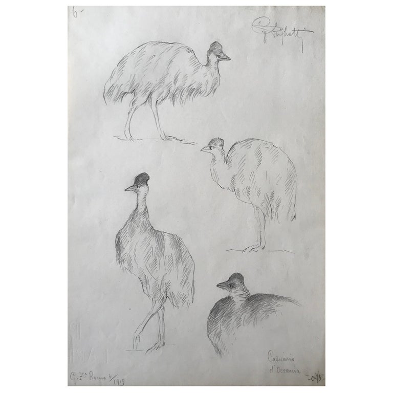 White Cassoary Drawing, Guido Righetti, 1919 For Sale at 1stDibs