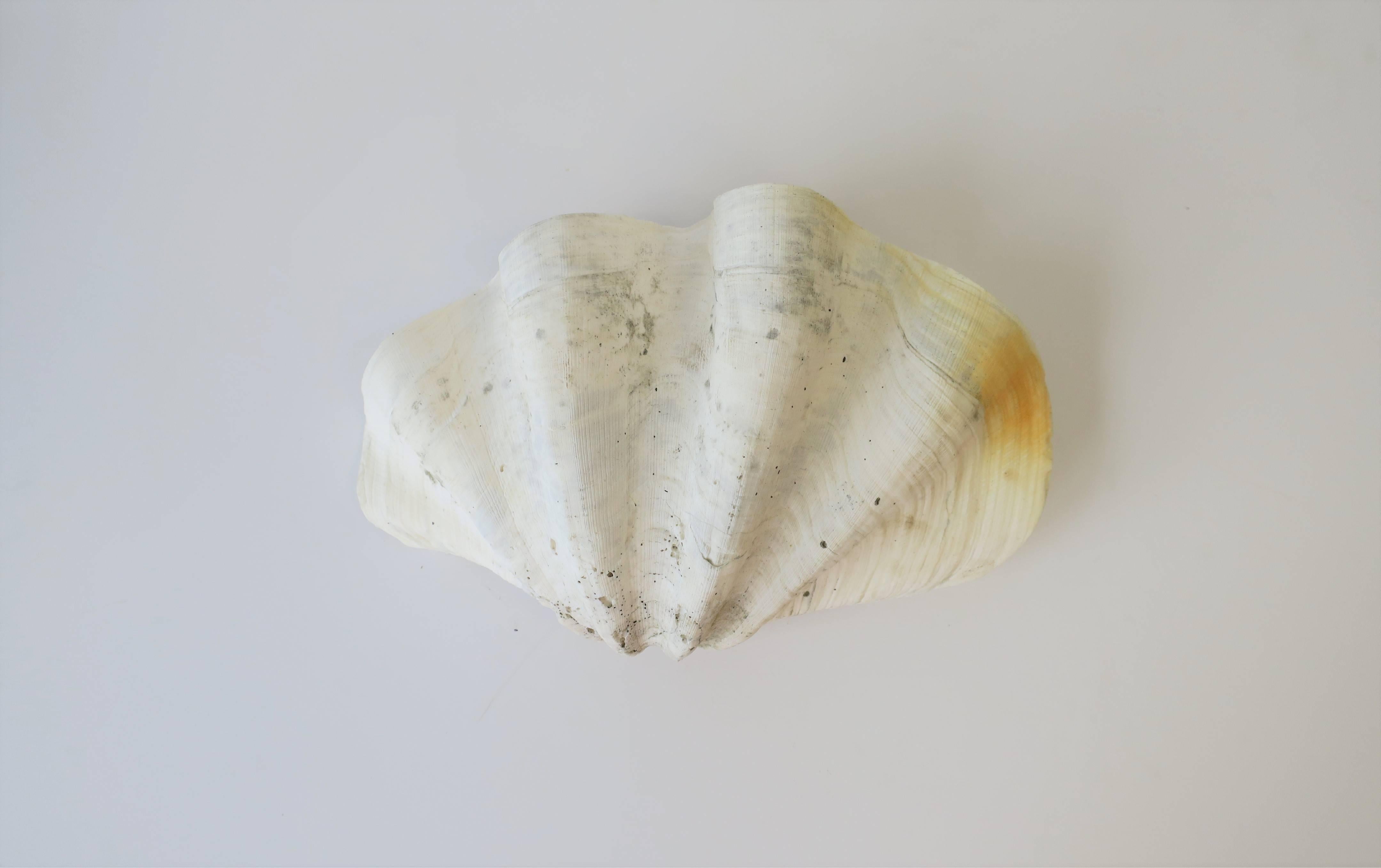 White Clam Shell Seashell 5
