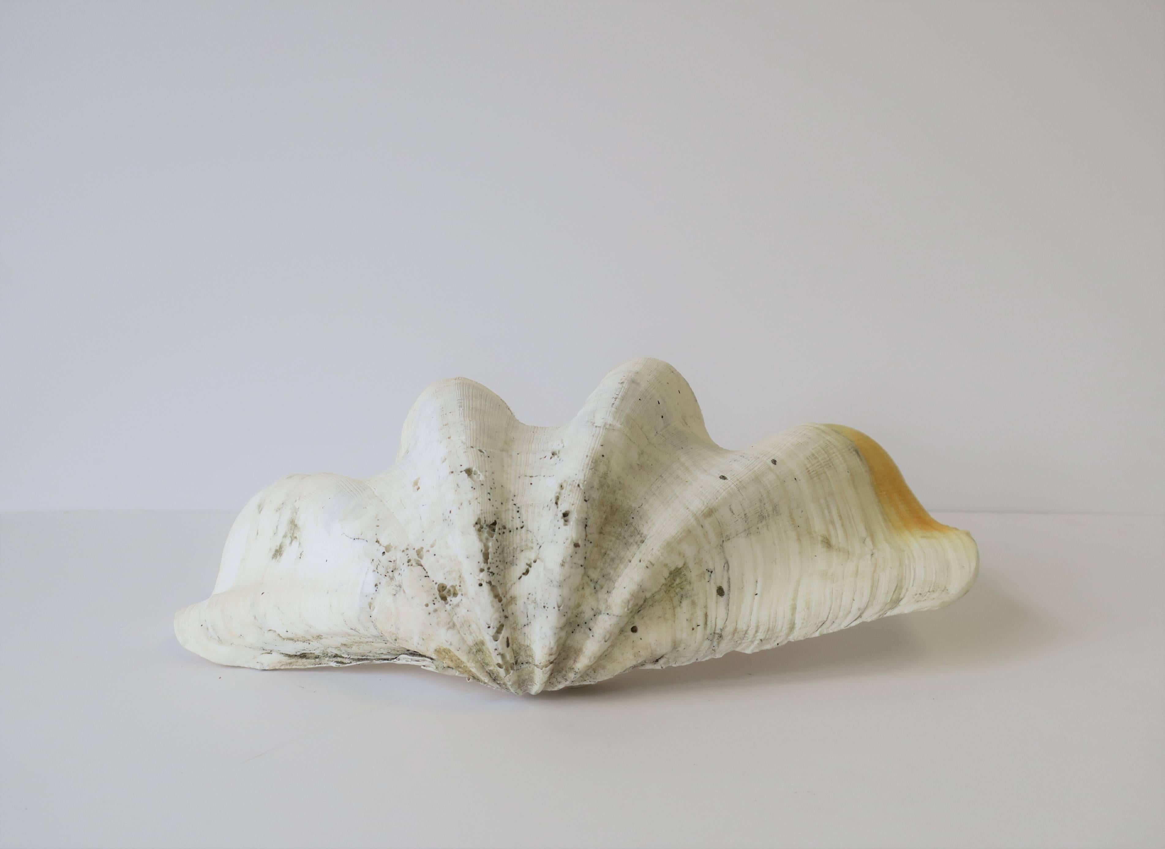 White Clam Shell Seashell 6