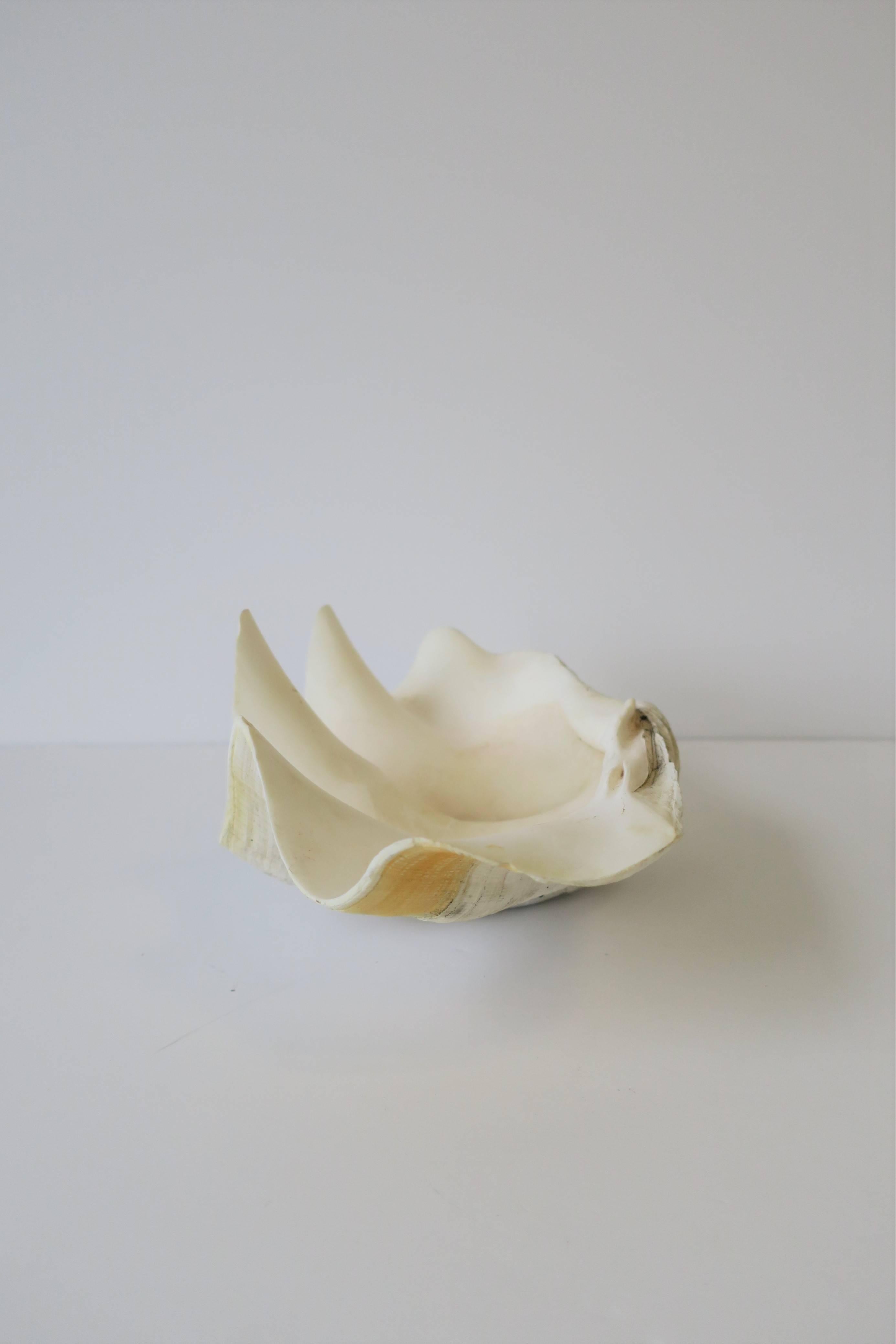 White Clam Shell Seashell 8