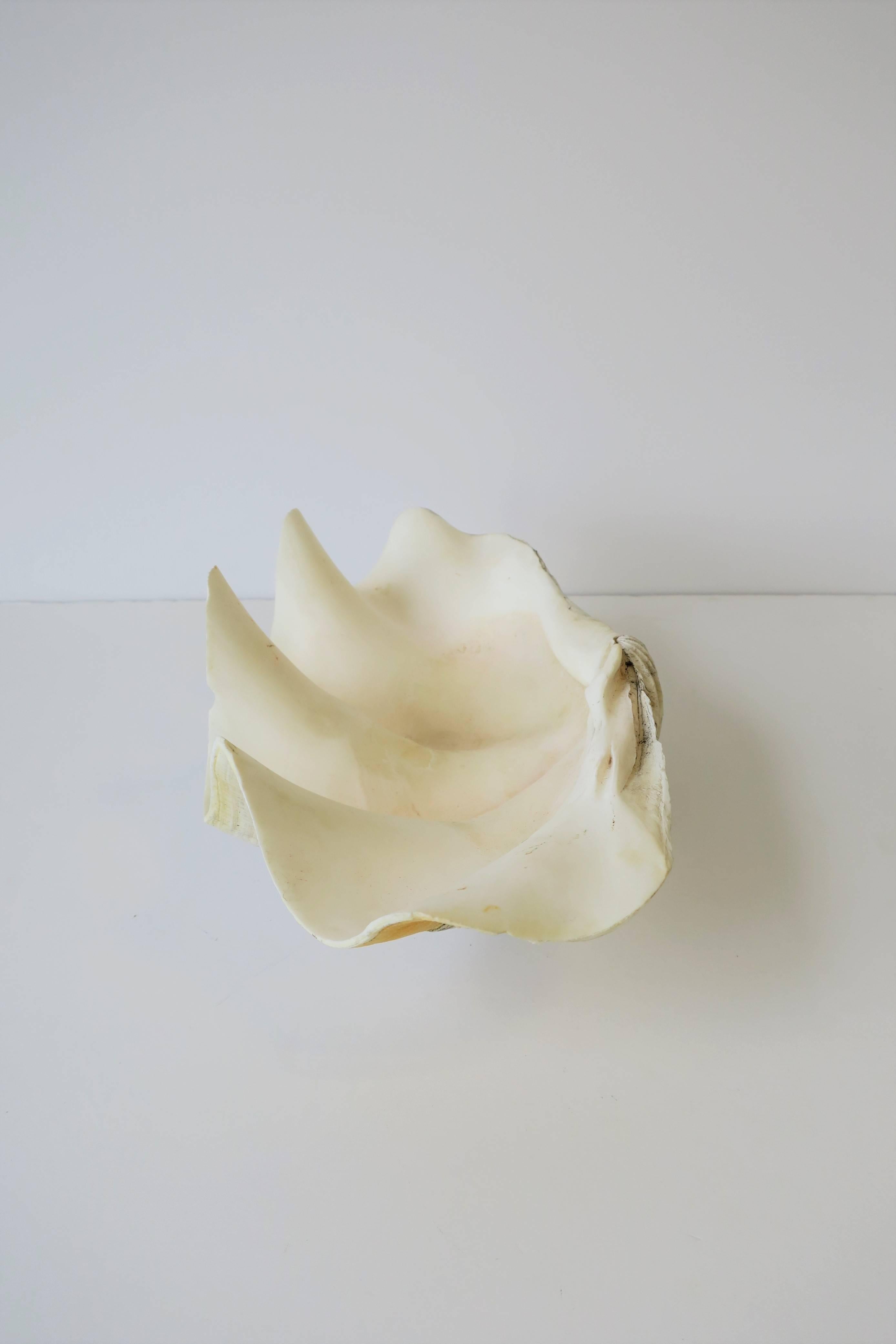 White Clam Shell Seashell 9