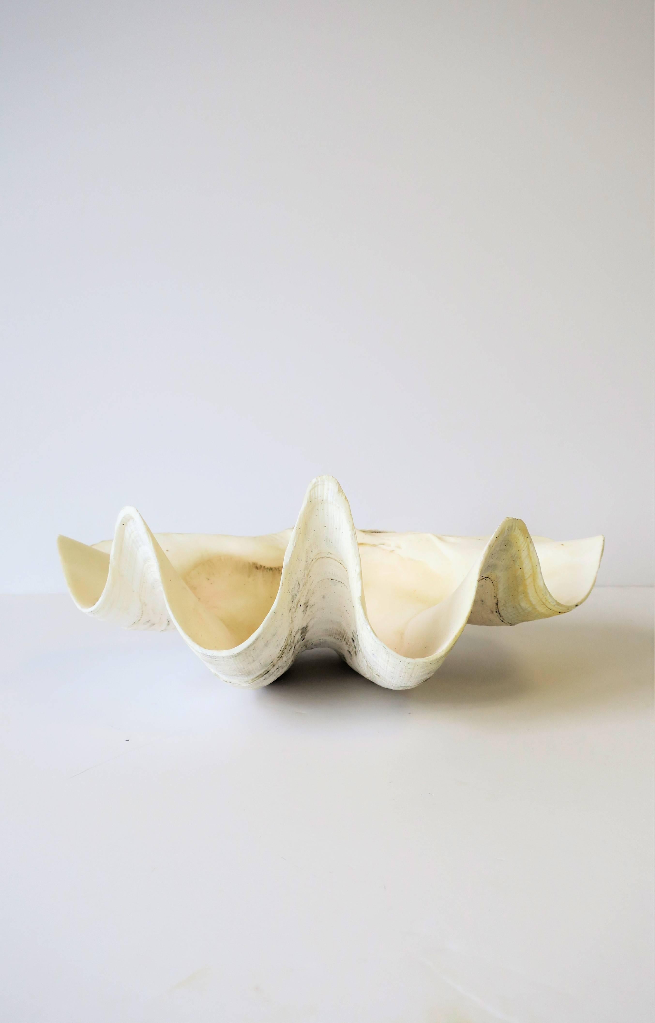 Organic Modern White Clam Shell Seashell