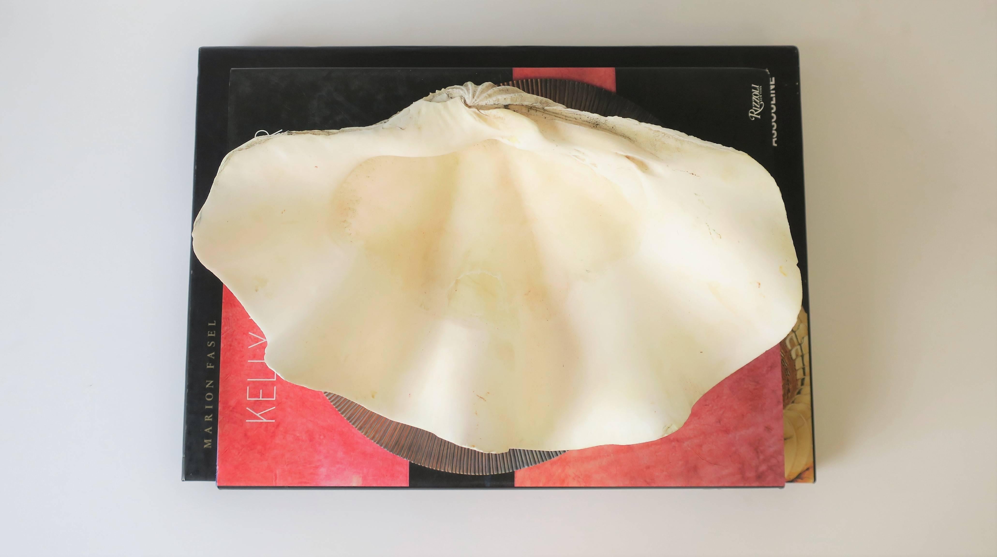White Clam Shell Seashell 4
