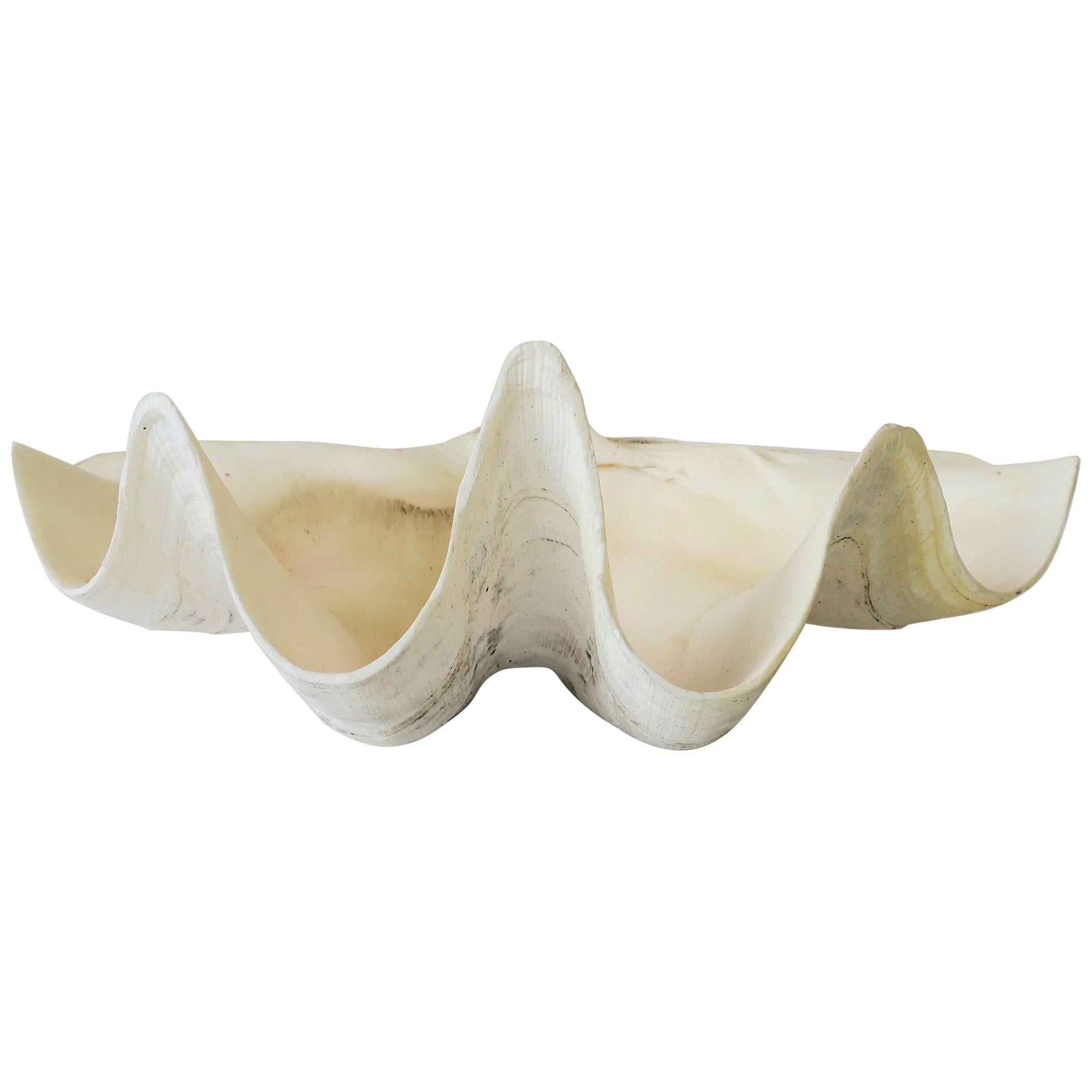 White Clam Shell Seashell