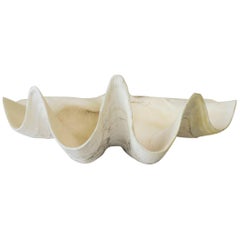 White Clam Shell Seashell