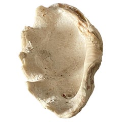 Vide Poche de Concha Genuina Color Blanco Siglo XX