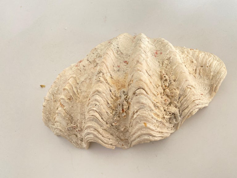 White Color Genuine Shell Vide Poche 20th Century For Sale at 1stDibs