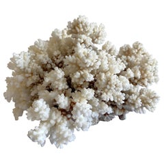 White Coral