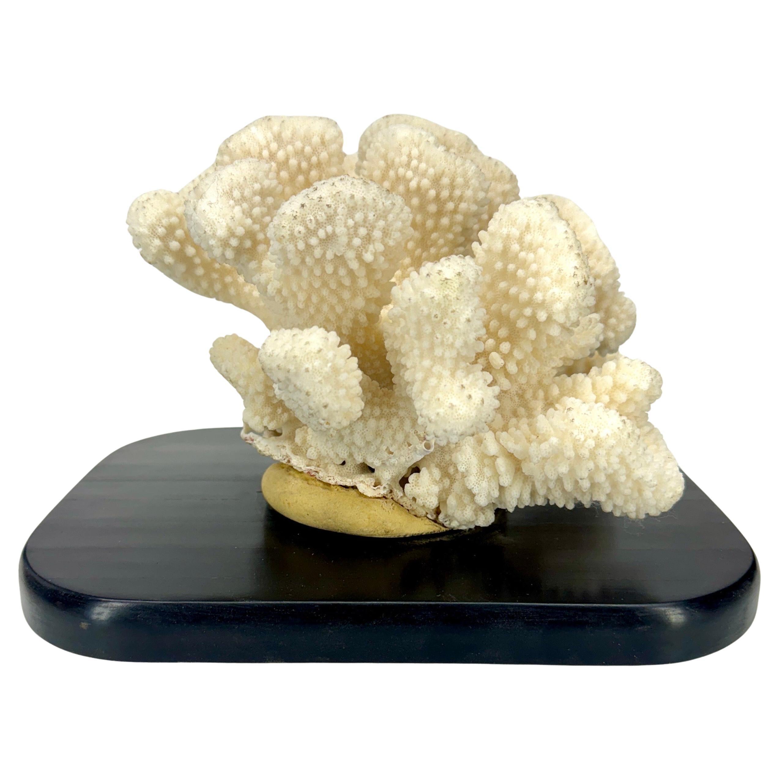 This vintage white cauliflower gets its name from the unique shape of the coral branches. Cauliflower corals are known for their uniform and symmetrical shape. This charming sculpture would make a wonderful decorative piece on a coffee table atop a