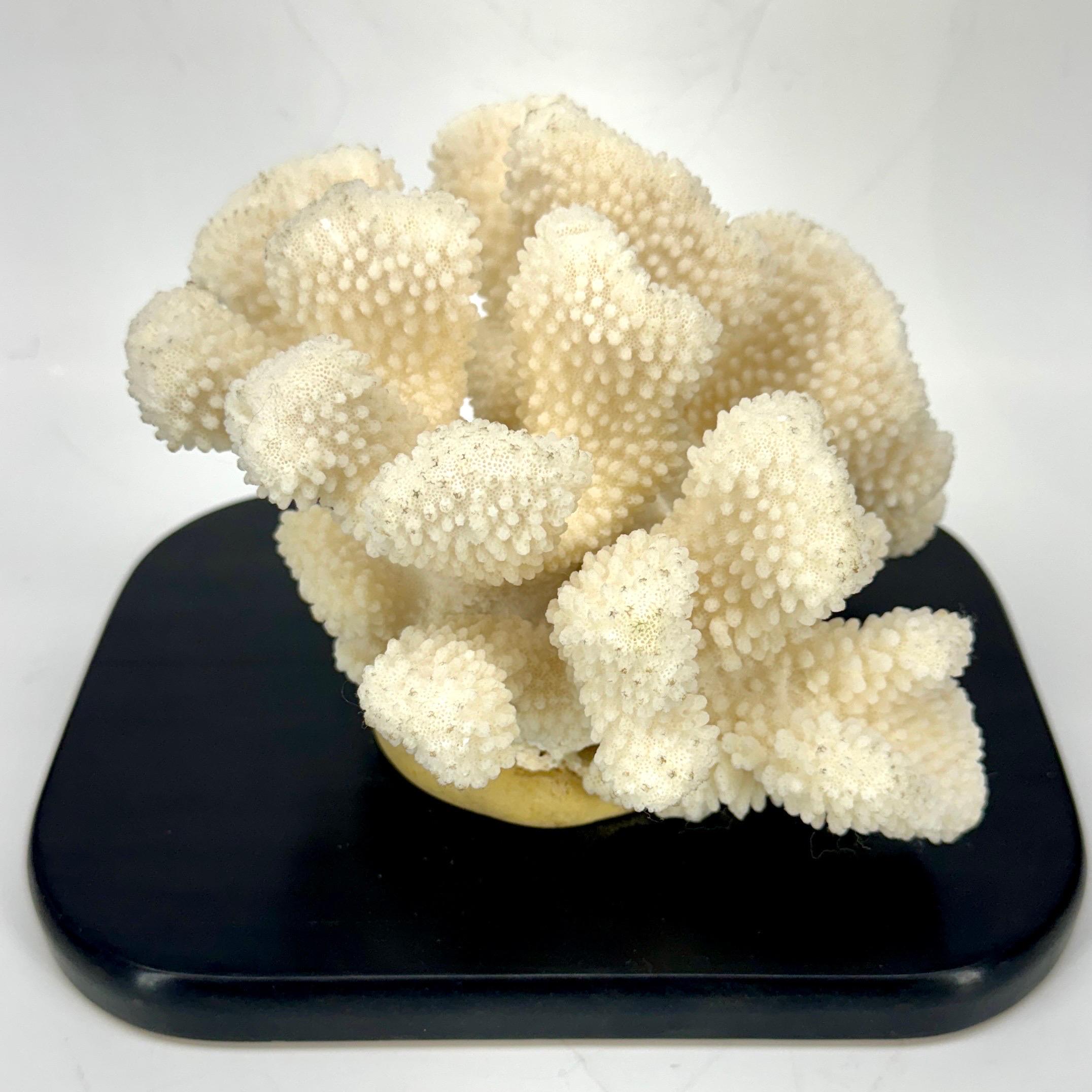Organic Modern White Coral Mounted on Black Wood Stand Base For Sale
