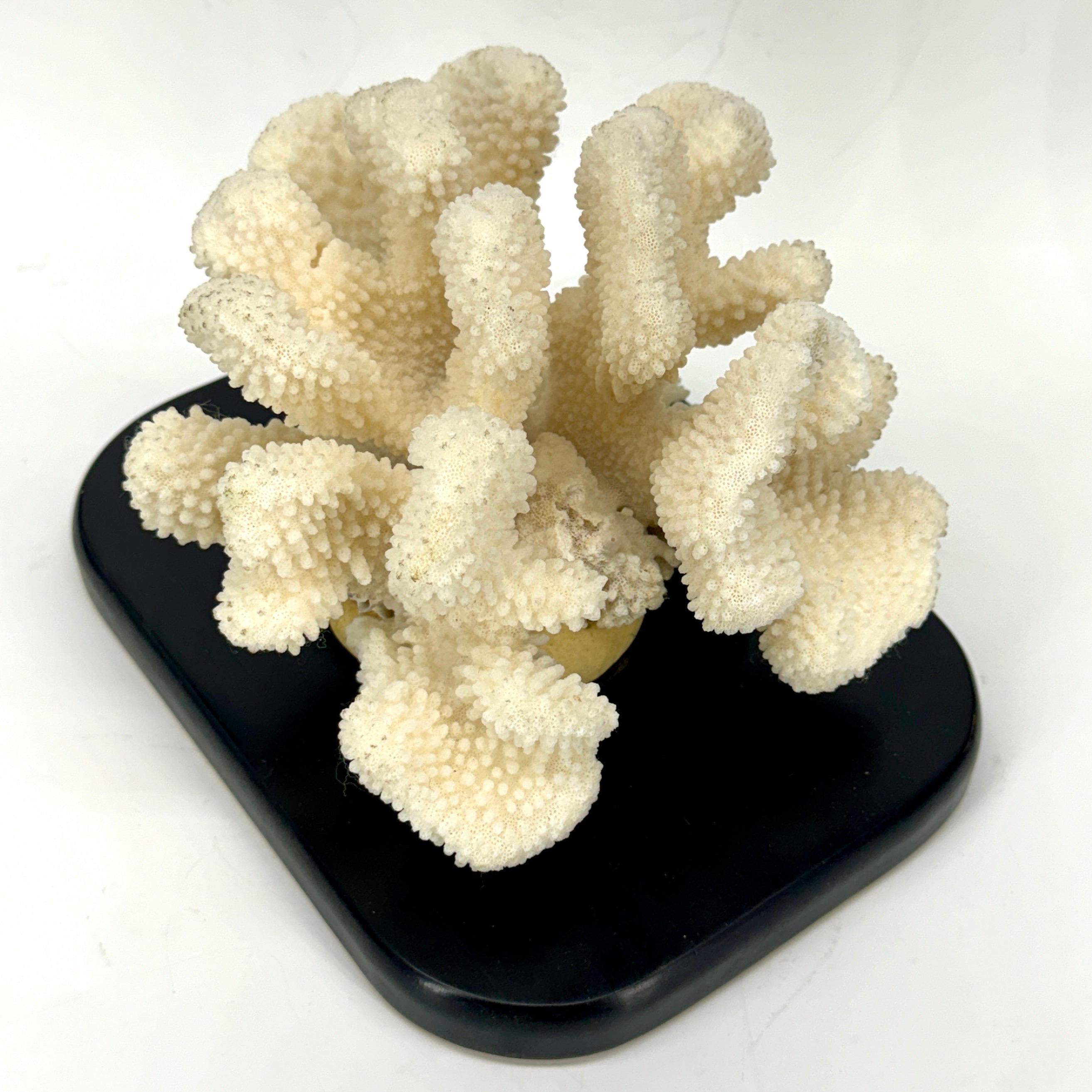 Oceanic White Coral Mounted on Black Wood Stand Base For Sale