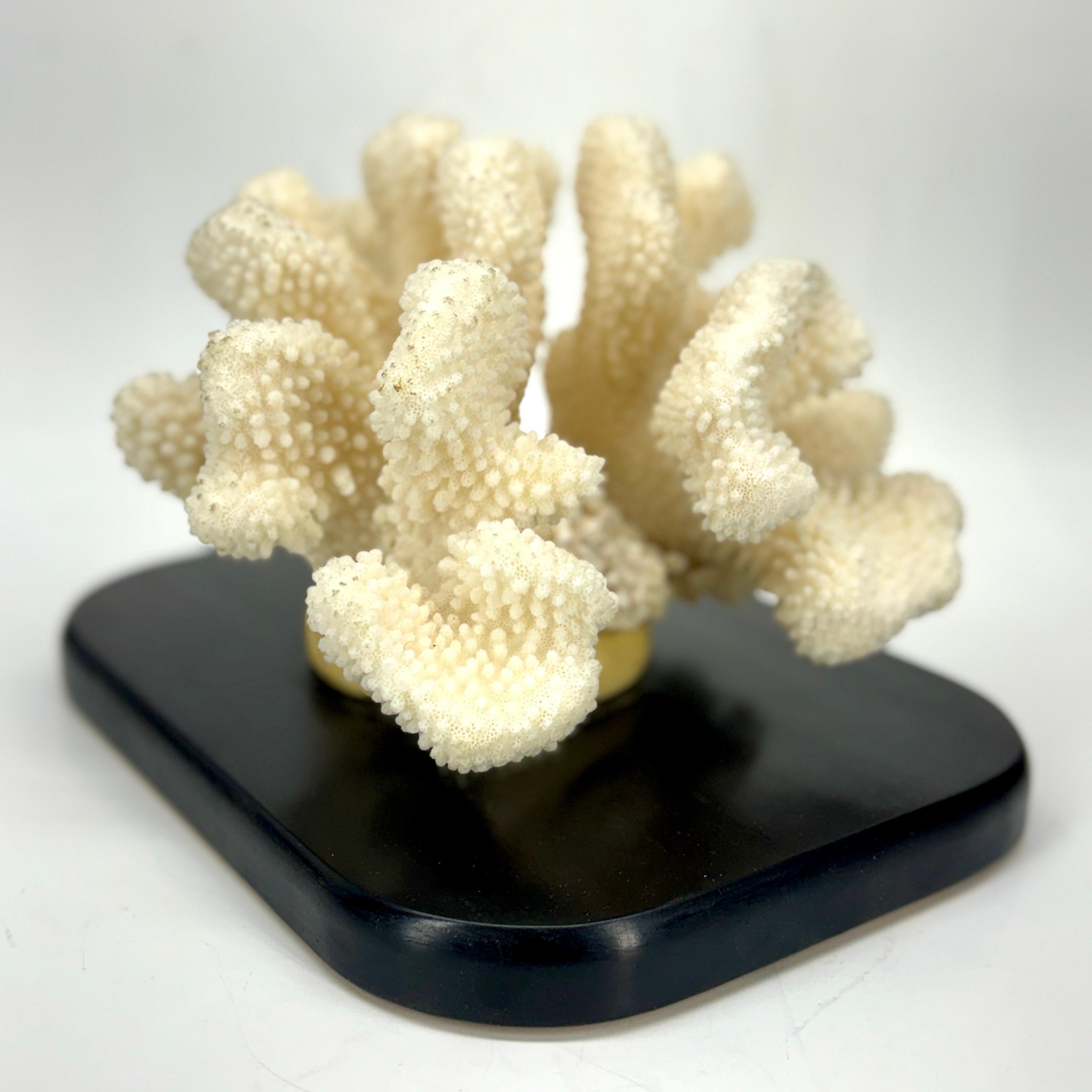 Hand-Crafted White Coral Mounted on Black Wood Stand Base For Sale