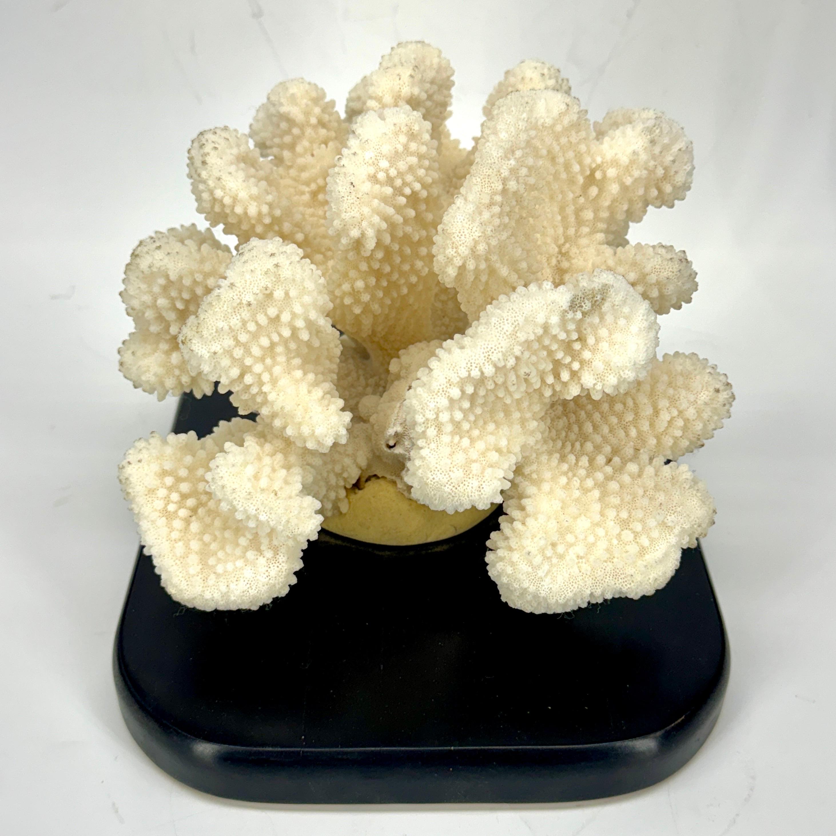 White Coral Mounted on Black Wood Stand Base In Good Condition For Sale In Haddonfield, NJ
