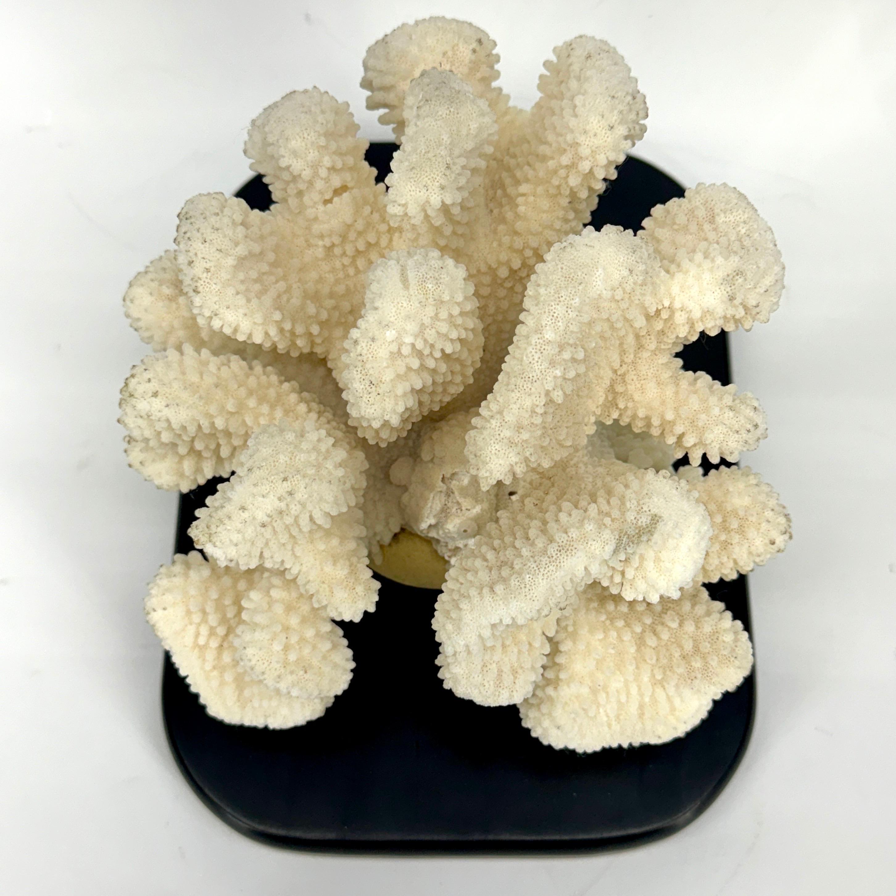 20th Century White Coral Mounted on Black Wood Stand Base For Sale