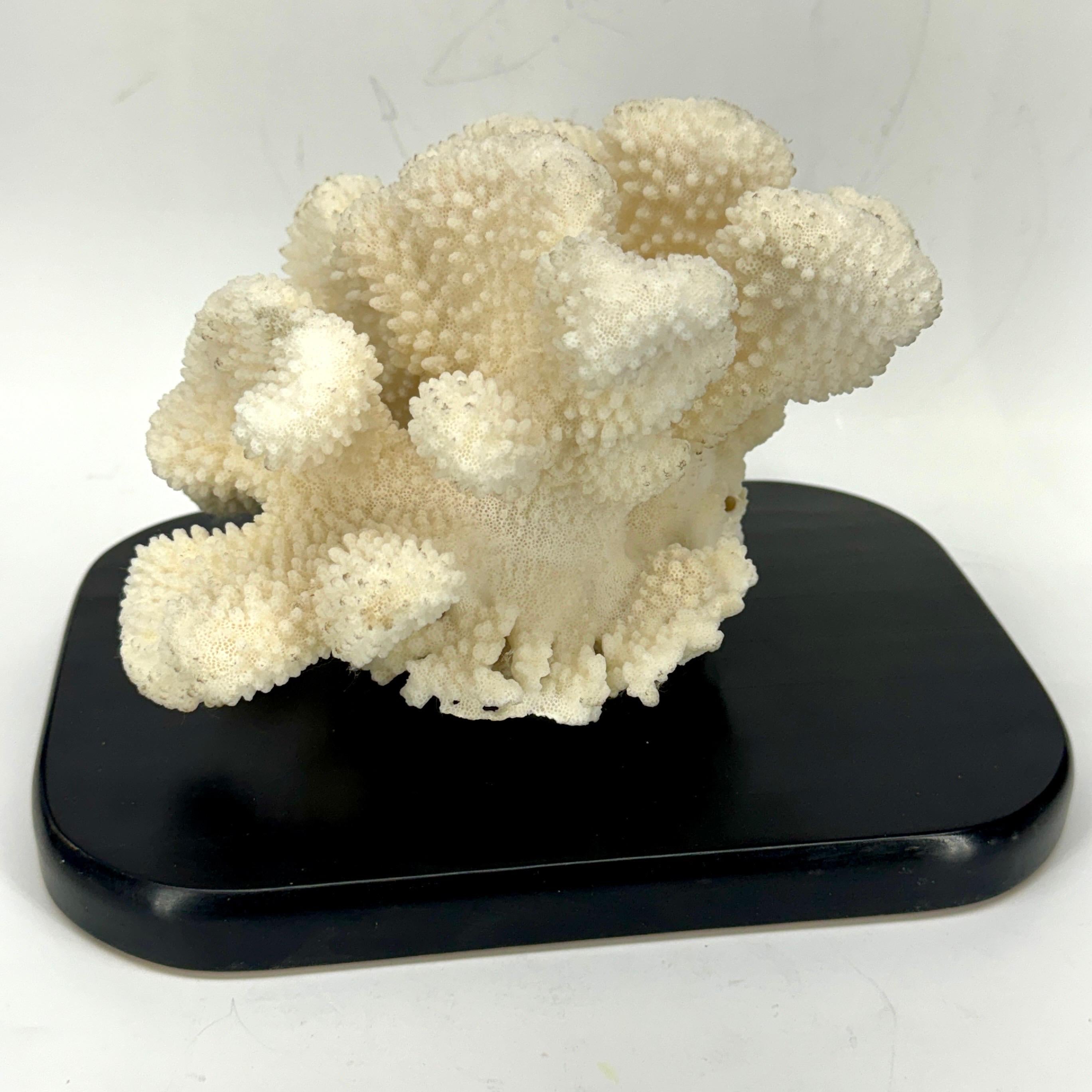 White Coral Mounted on Black Wood Stand Base For Sale 1