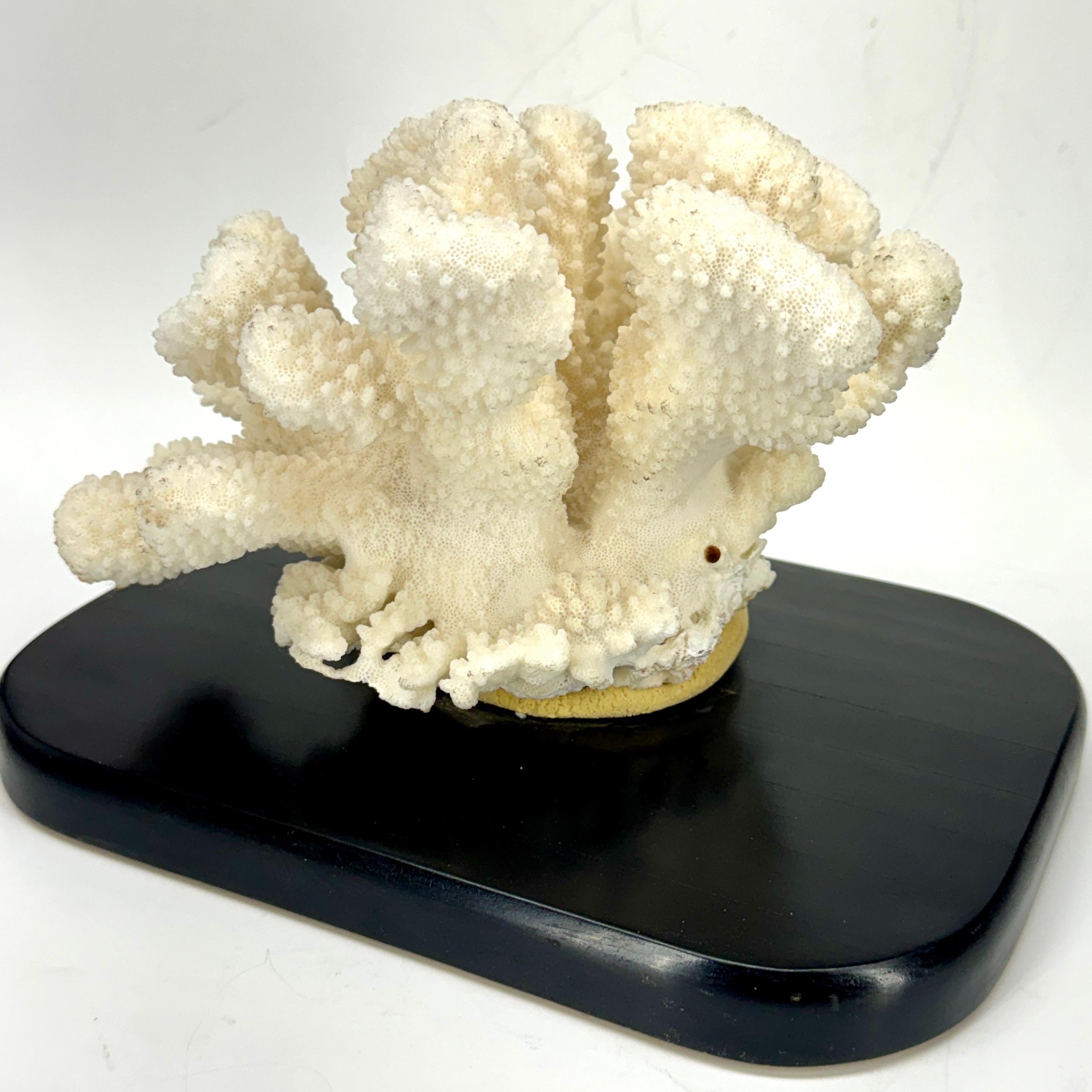 White Coral Mounted on Black Wood Stand Base For Sale 2