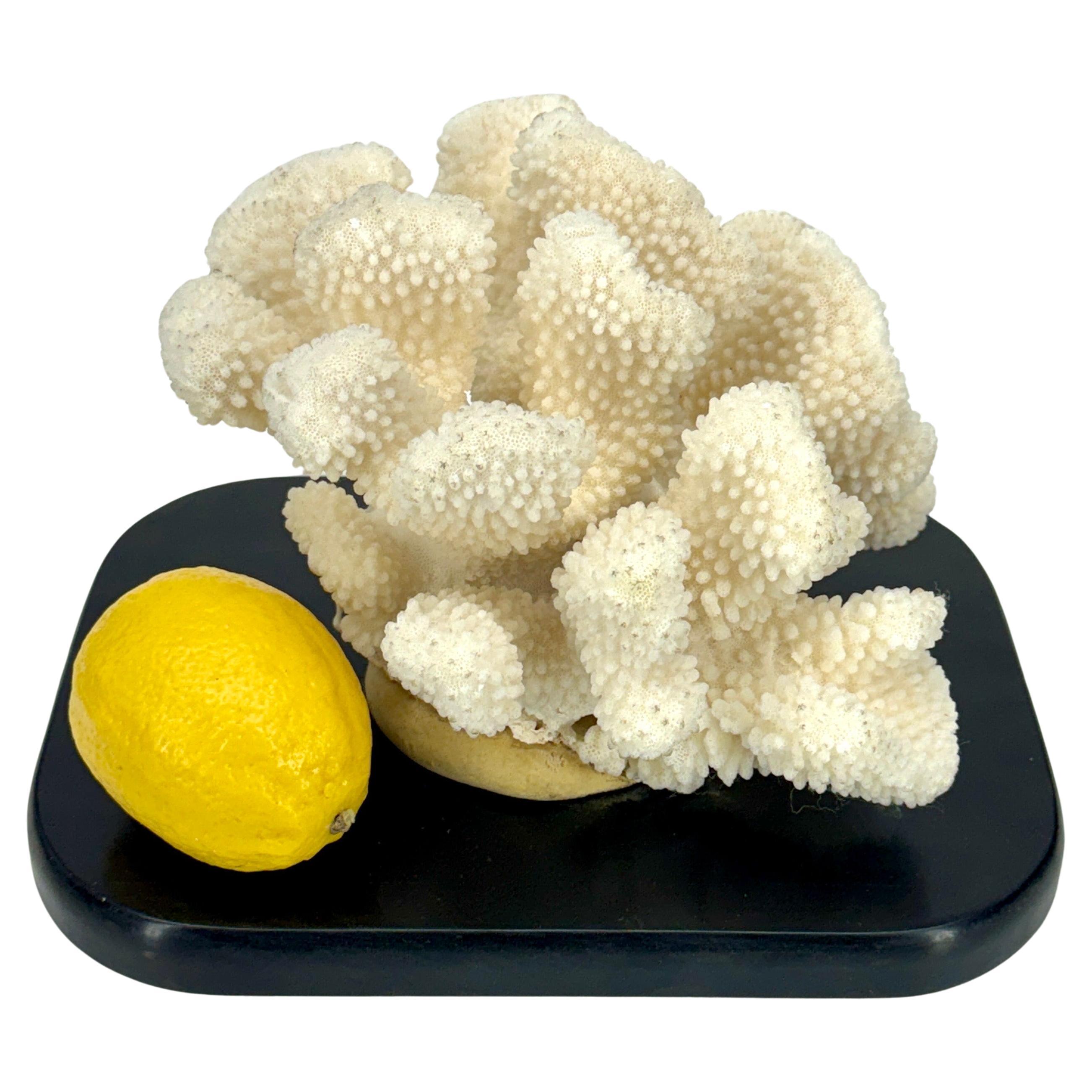 Coral blanco montado en una base de madera negra