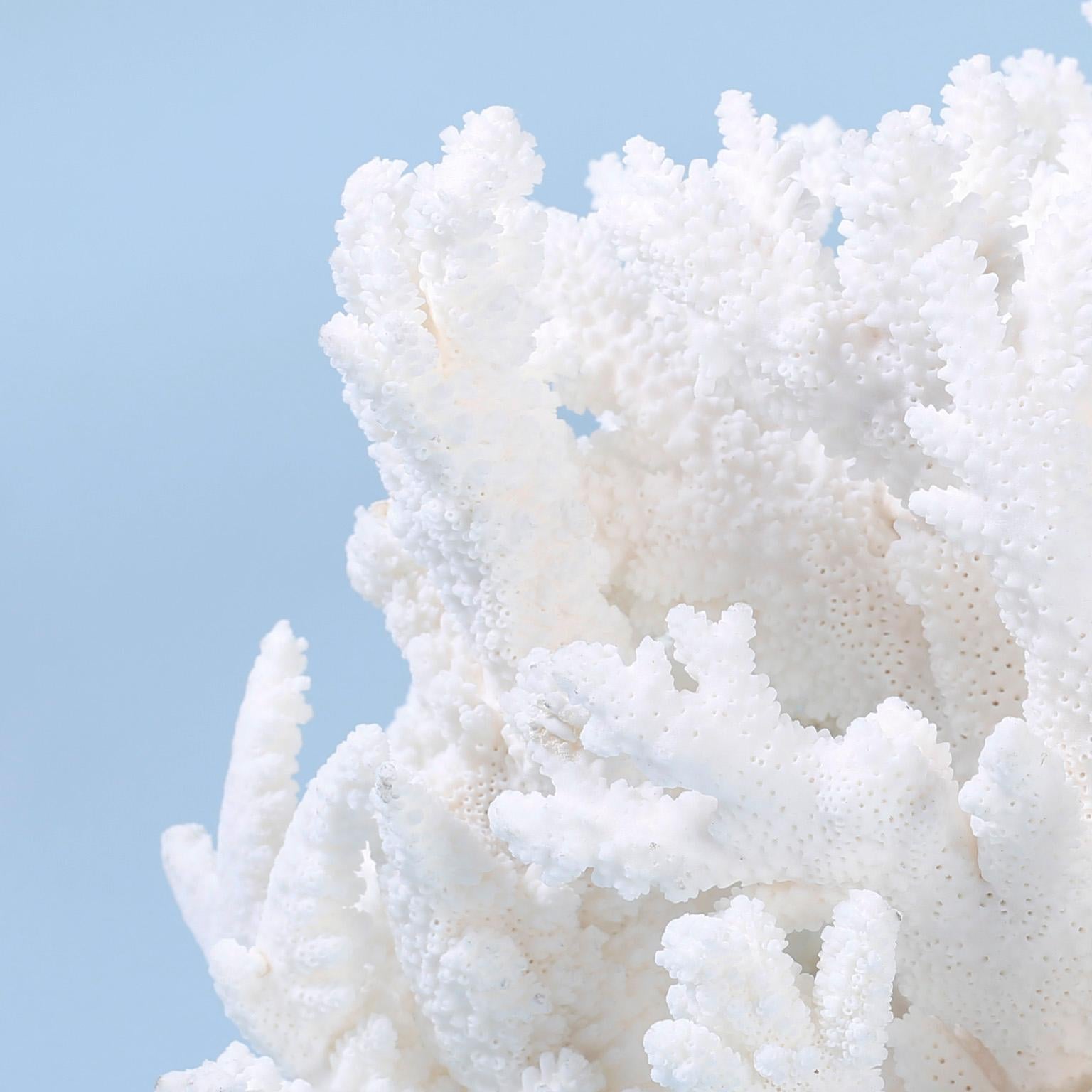 Lofty white branch coral sculpture designed and crafted by F. S. Henemader from sustainable coral with a striking bleached white color and sea inspired texture and form.

Coral being exported outside of the USA, requires special clearances and