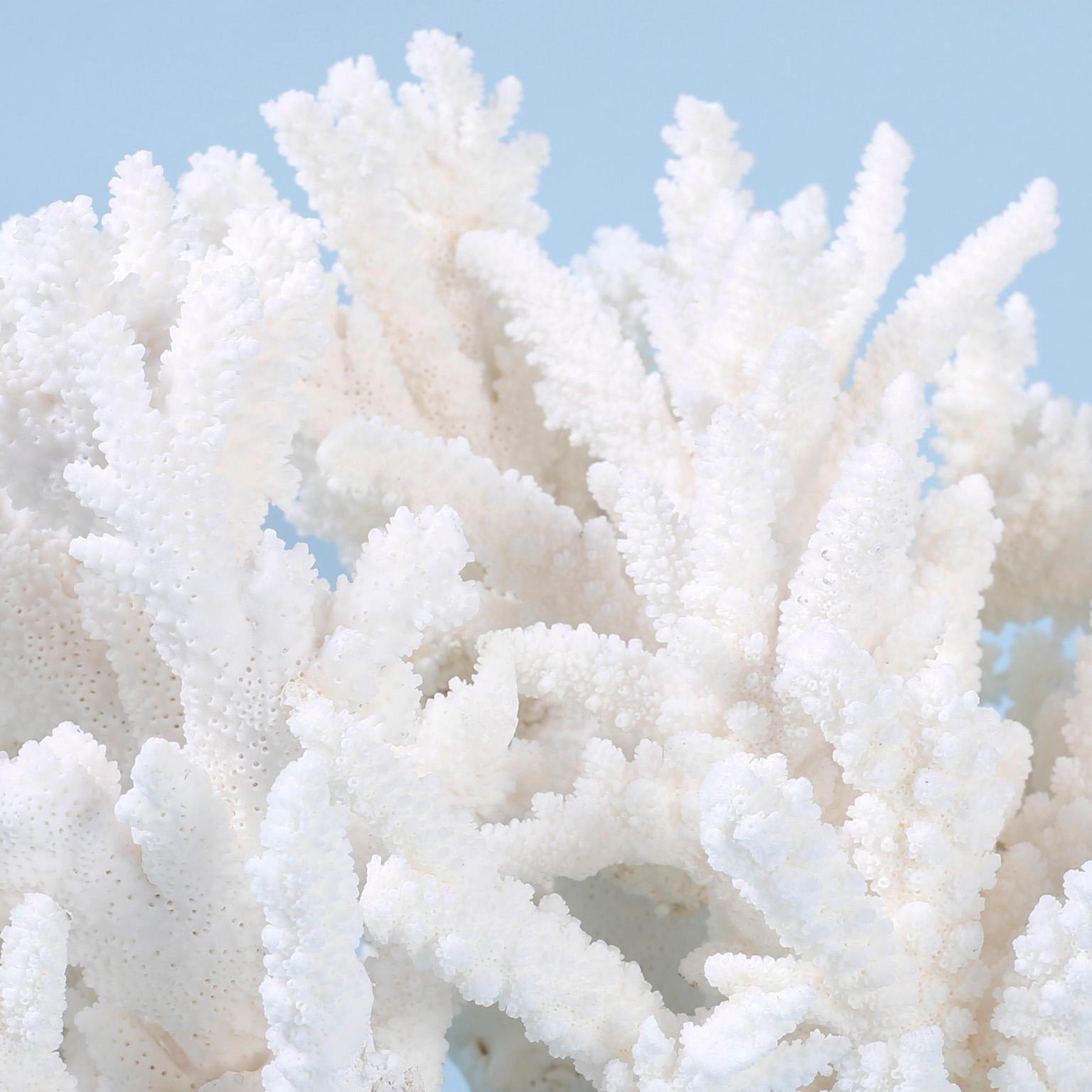 coral sculptures for sale