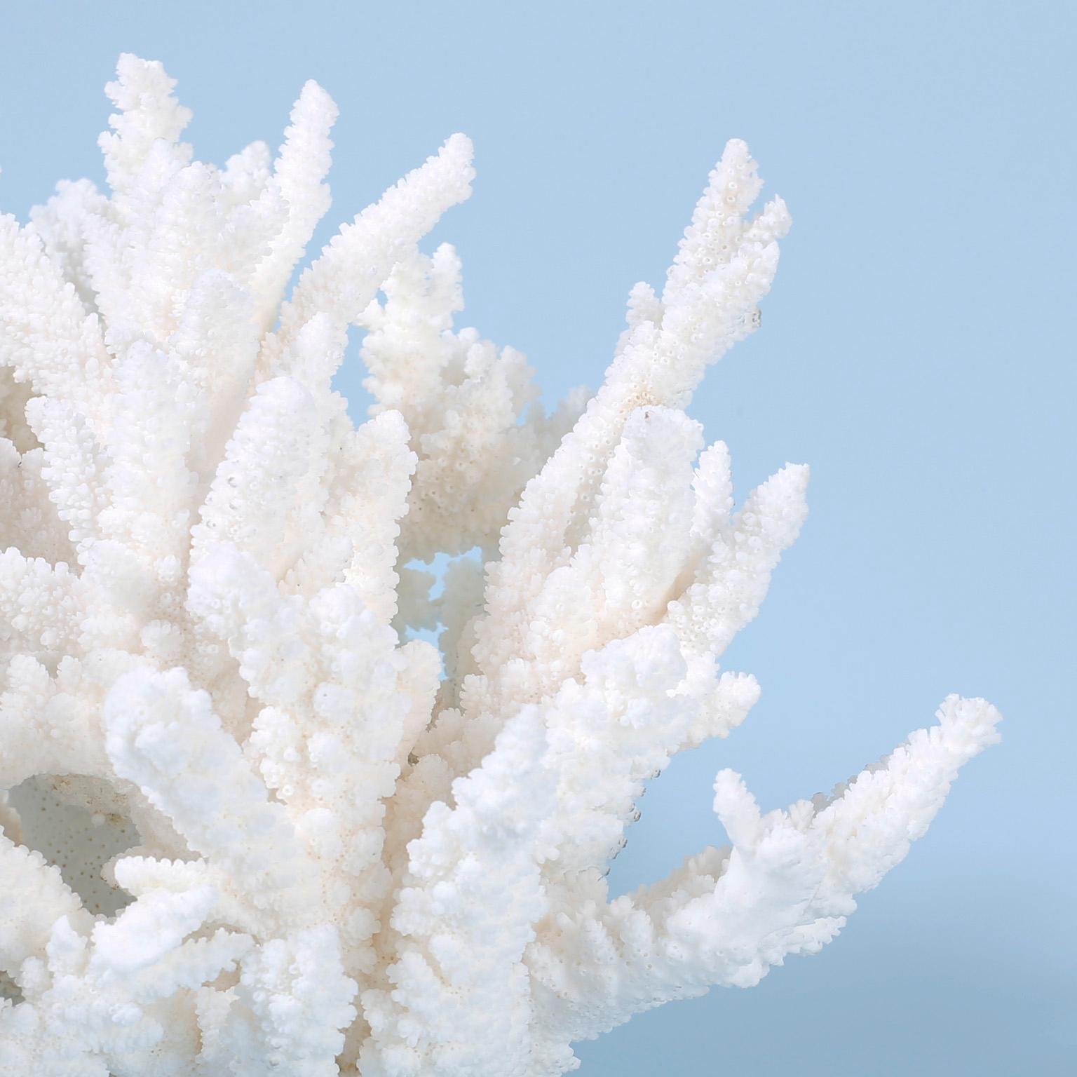 Organic Modern White Coral Sculpture