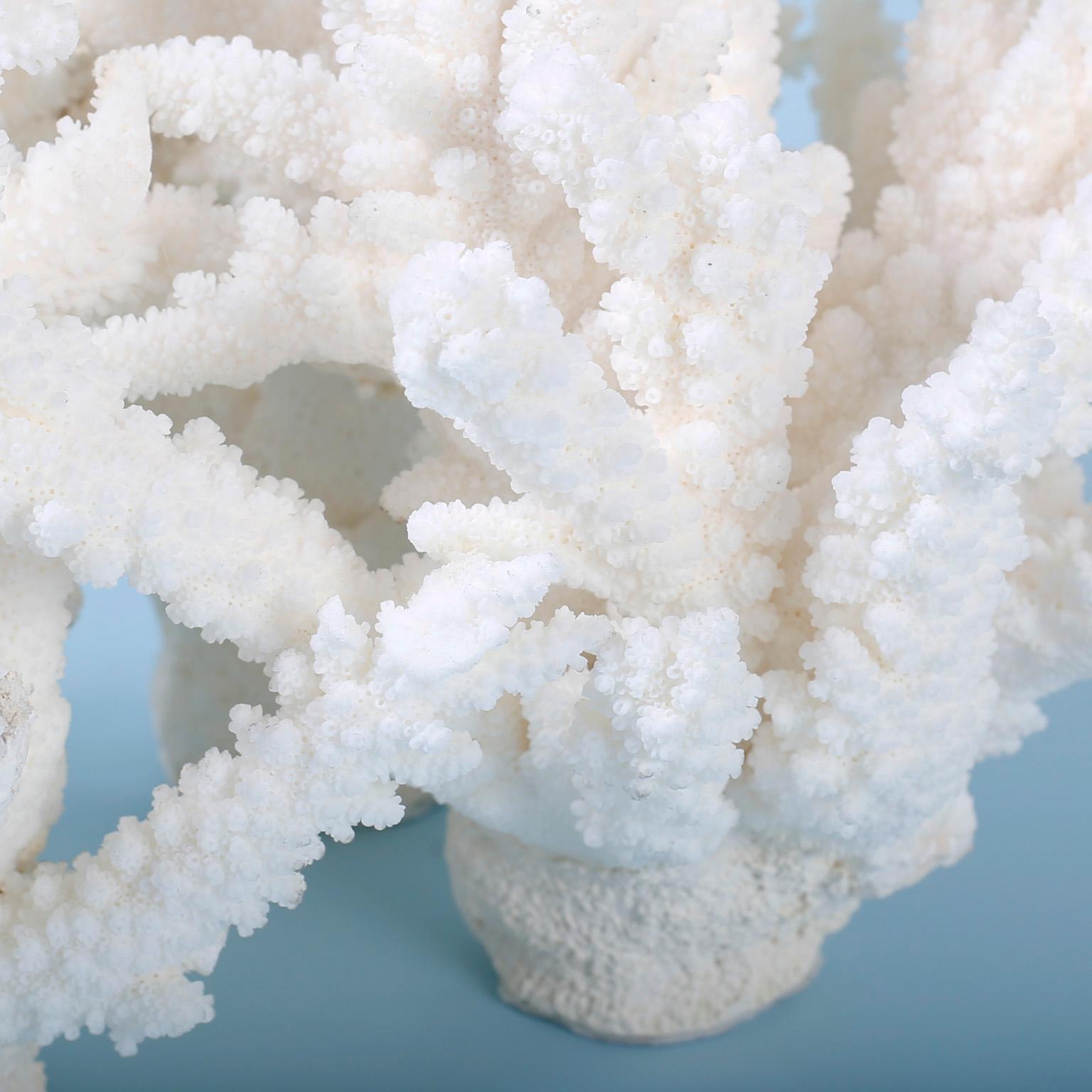 Solomon Islands White Coral Sculpture