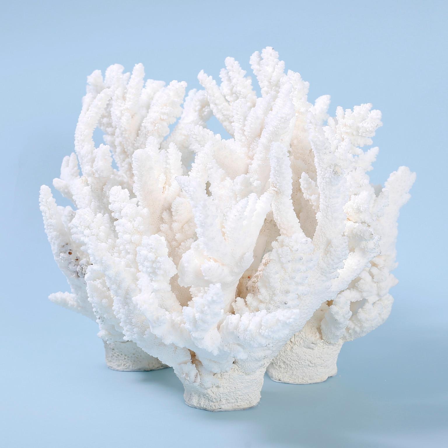 Hand-Crafted White Coral Sculpture