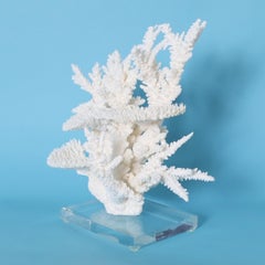 White Coral Sculpture on a Lucite Base