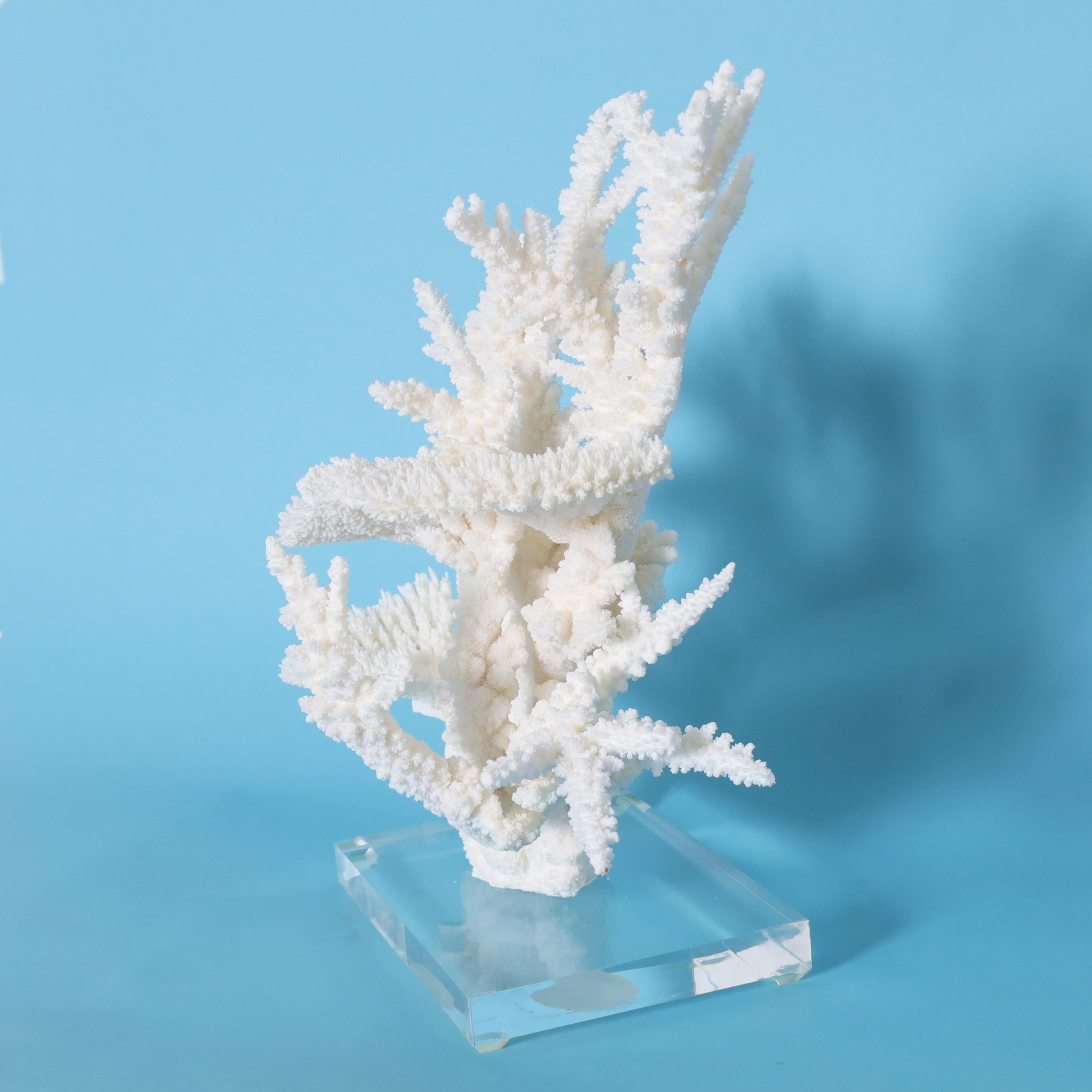Organic Modern White Coral Sculpture on a Lucite Base For Sale
