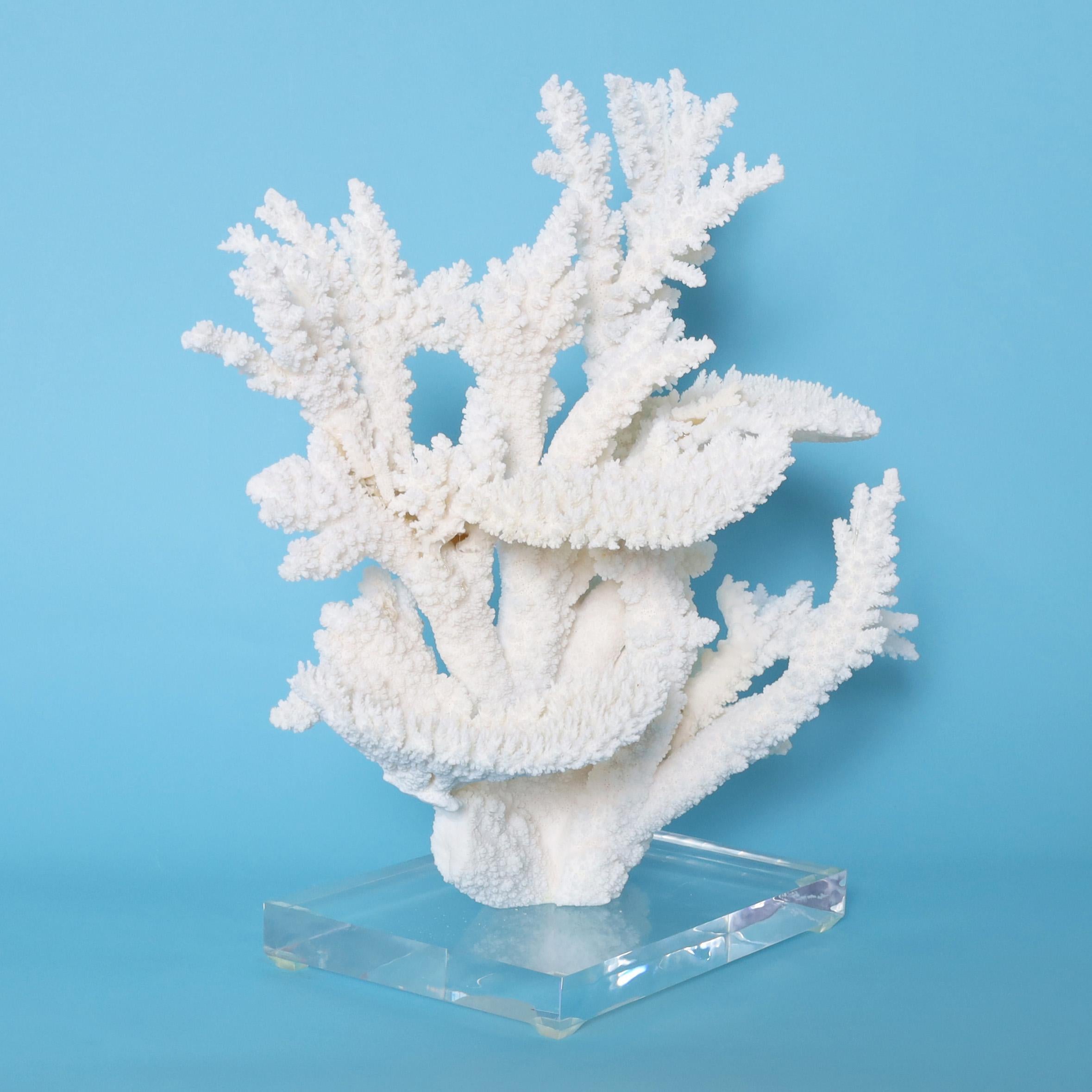 Îles Salomon Sculpture en corail blanc sur socle en lucite en vente