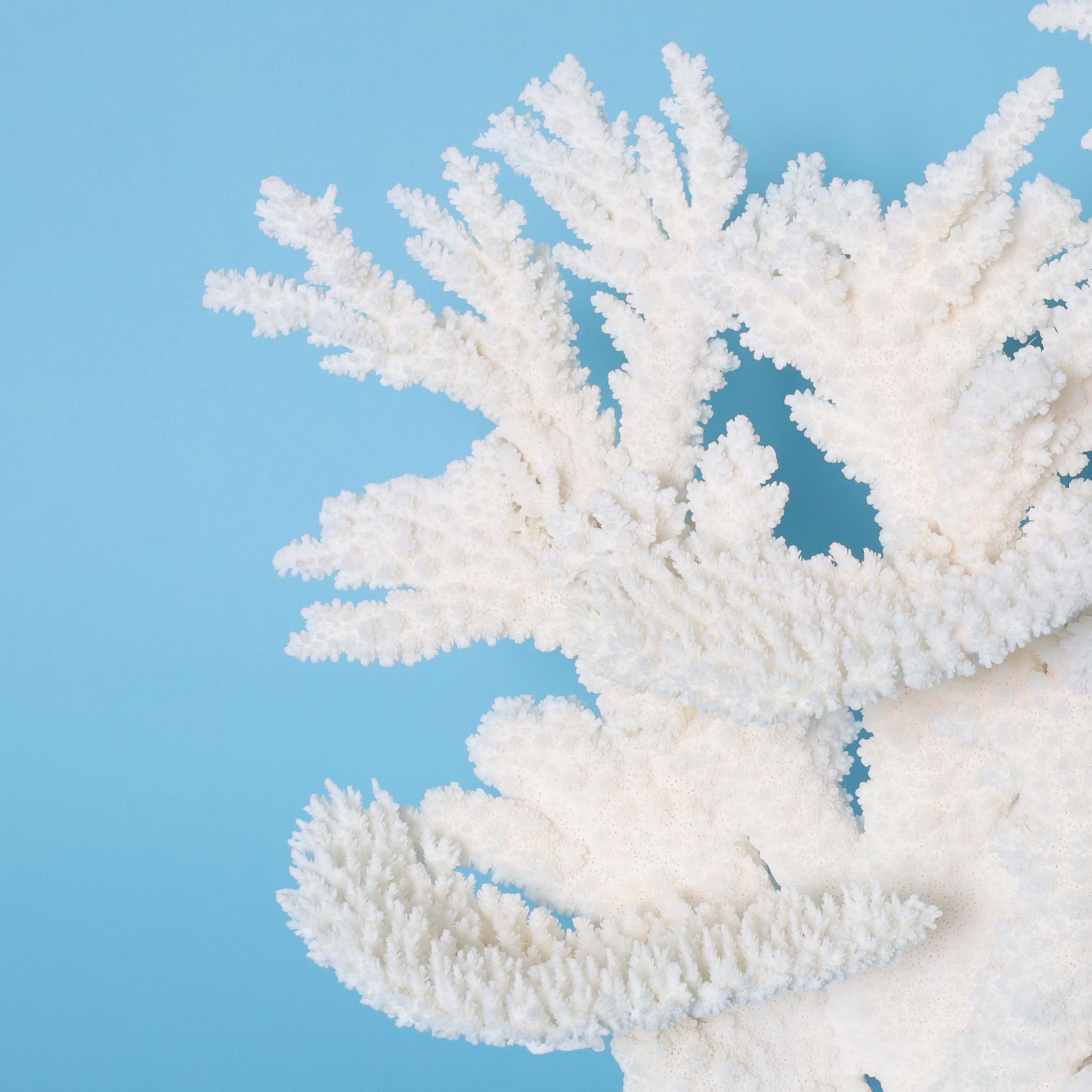 Skulptur aus weißer Koralle auf einem Lucite-Sockel (Handgefertigt) im Angebot