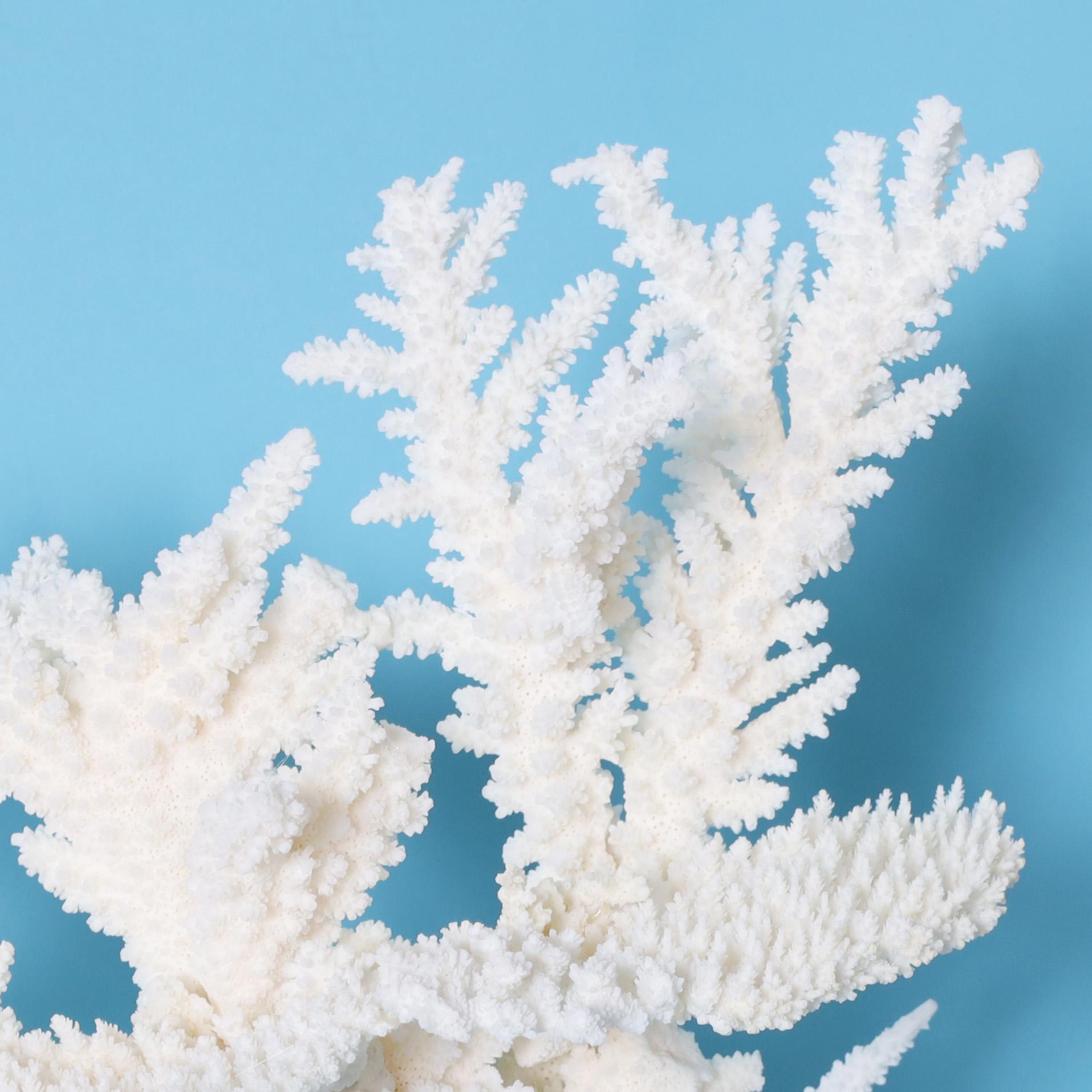 White Coral Sculpture on a Lucite Base In Good Condition For Sale In Palm Beach, FL