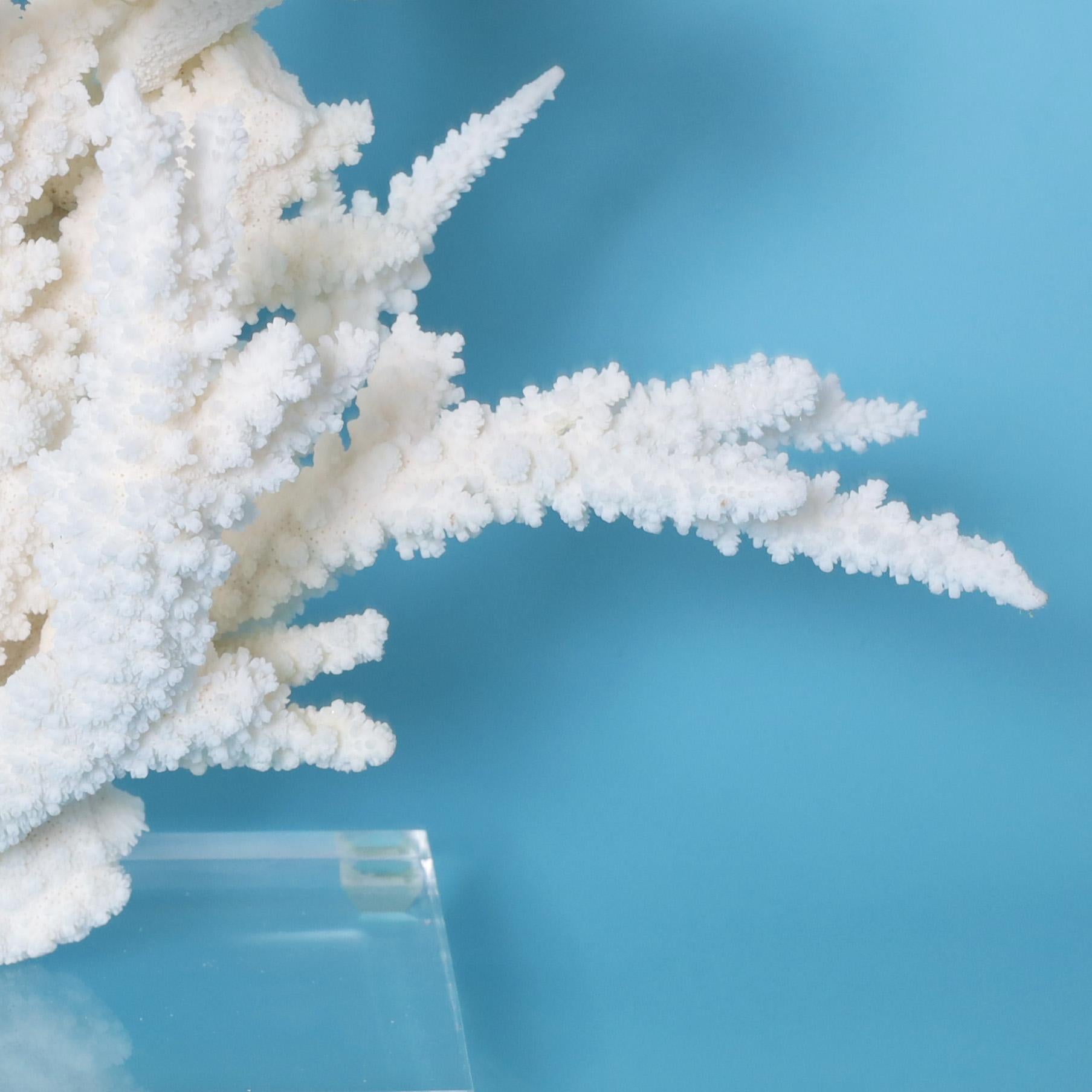 Contemporary White Coral Sculpture on a Lucite Base For Sale