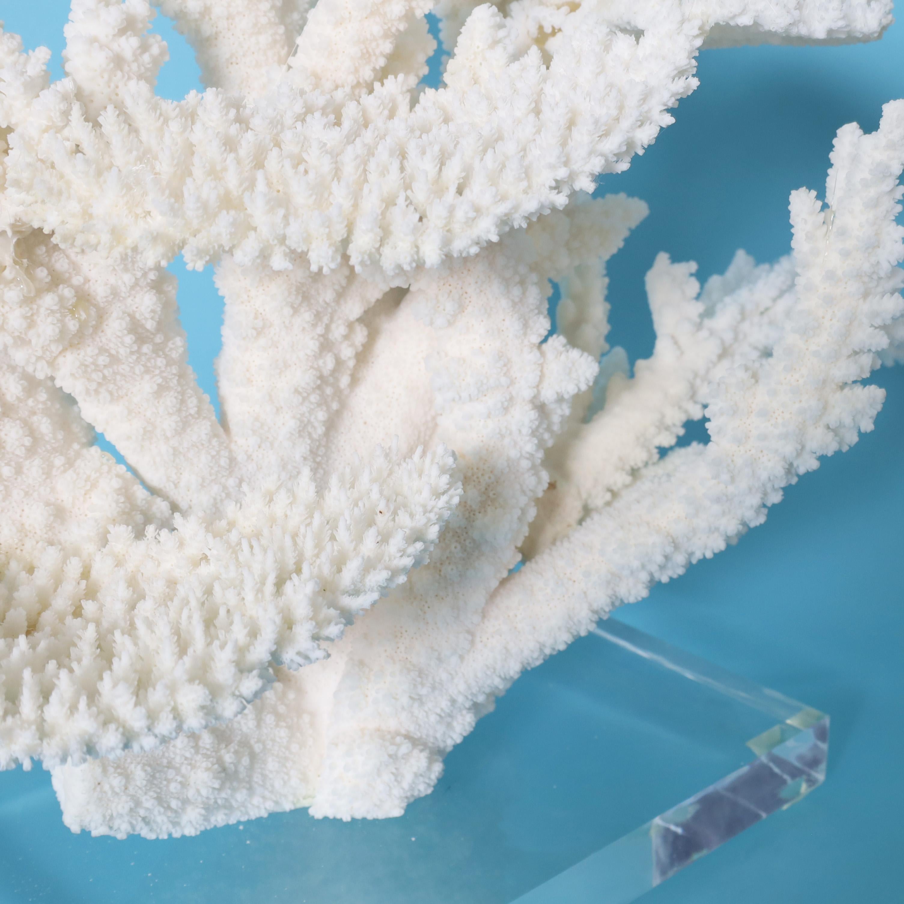 White Coral Sculpture on a Lucite Base For Sale 1