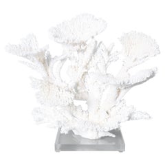White Coral Sculpture on Lucite