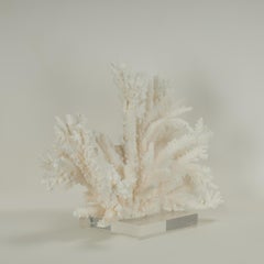 Scultura o assemblaggio di corallo bianco su lucite