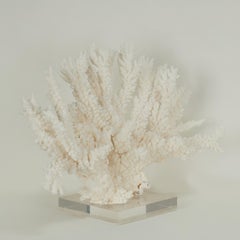 Scultura o assemblaggio di corallo bianco su lucite