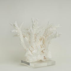 Escultura o Ensamblaje de Coral Blanco sobre Lucite