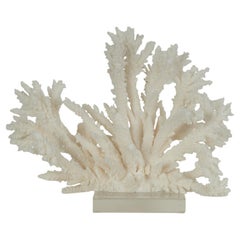 Scultura o assemblaggio di corallo bianco su lucite