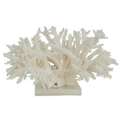 White Coral Sculpture or Assemblage on Lucite