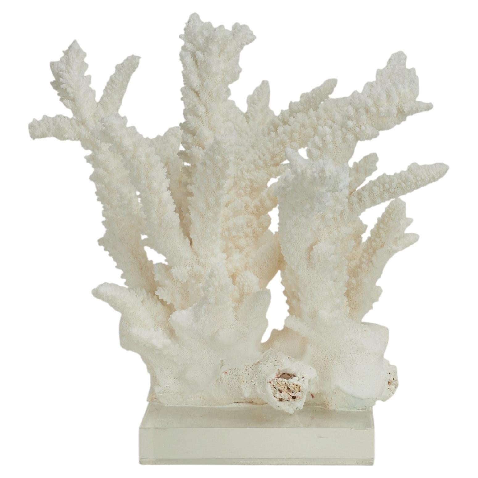 Sculpture ou assemblage en corail blanc sur Lucite en vente