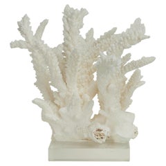 Escultura o Ensamblaje de Coral Blanco sobre Lucite