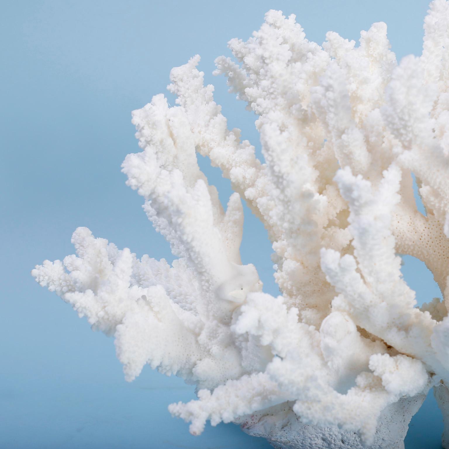 Stand out branch coral sculpture designed and crafted by F. S. Henemader with authentic regulated coral featuring sea inspired texture, organic forms, and brilliant bleached white color. 

Coral being exported outside of the USA, requires special