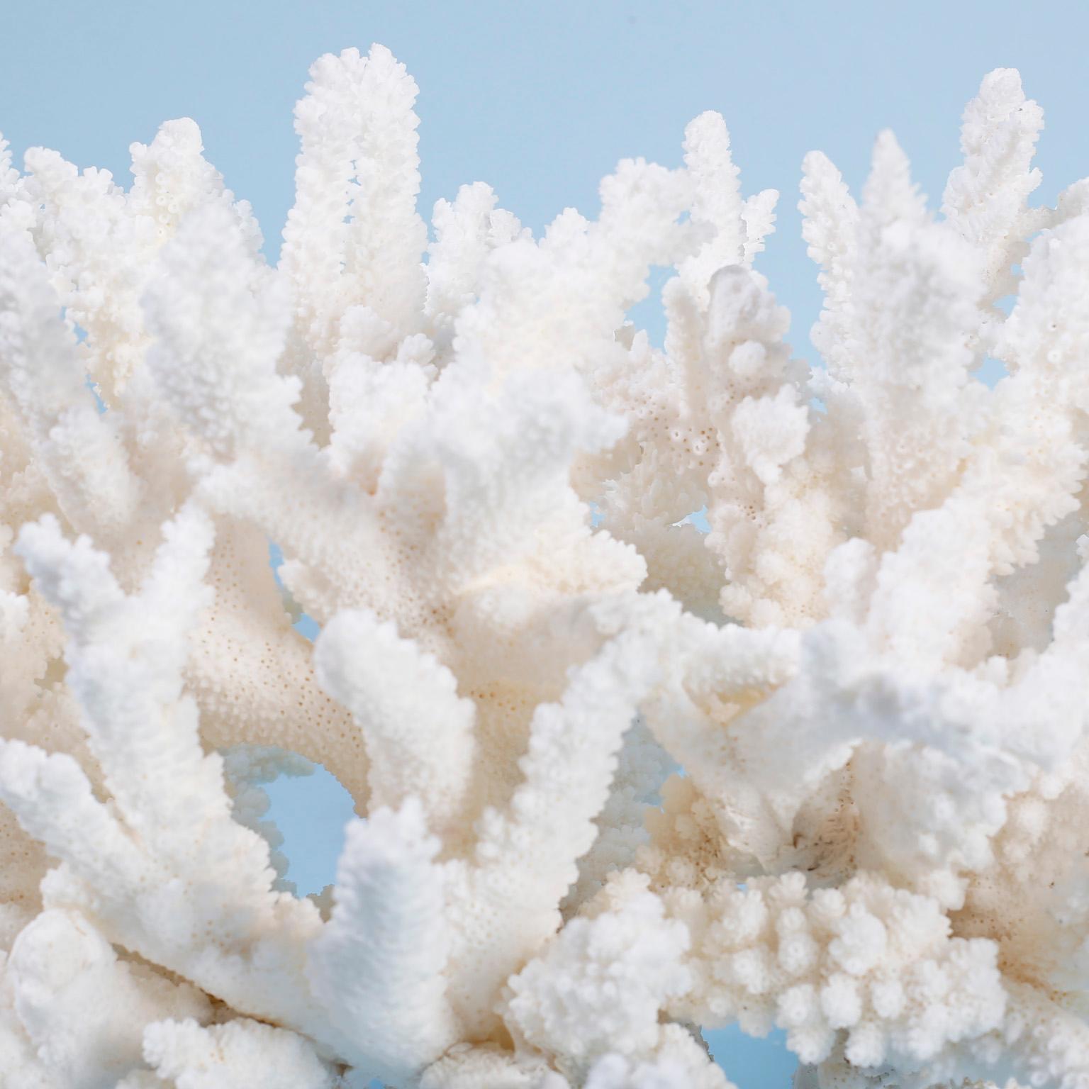 white coral centerpiece