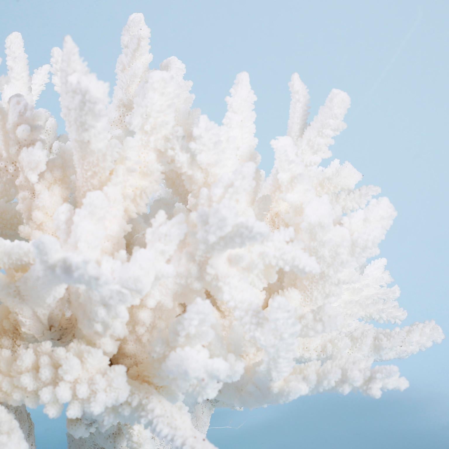 Organic Modern White Coral Sculpture or Centerpiece