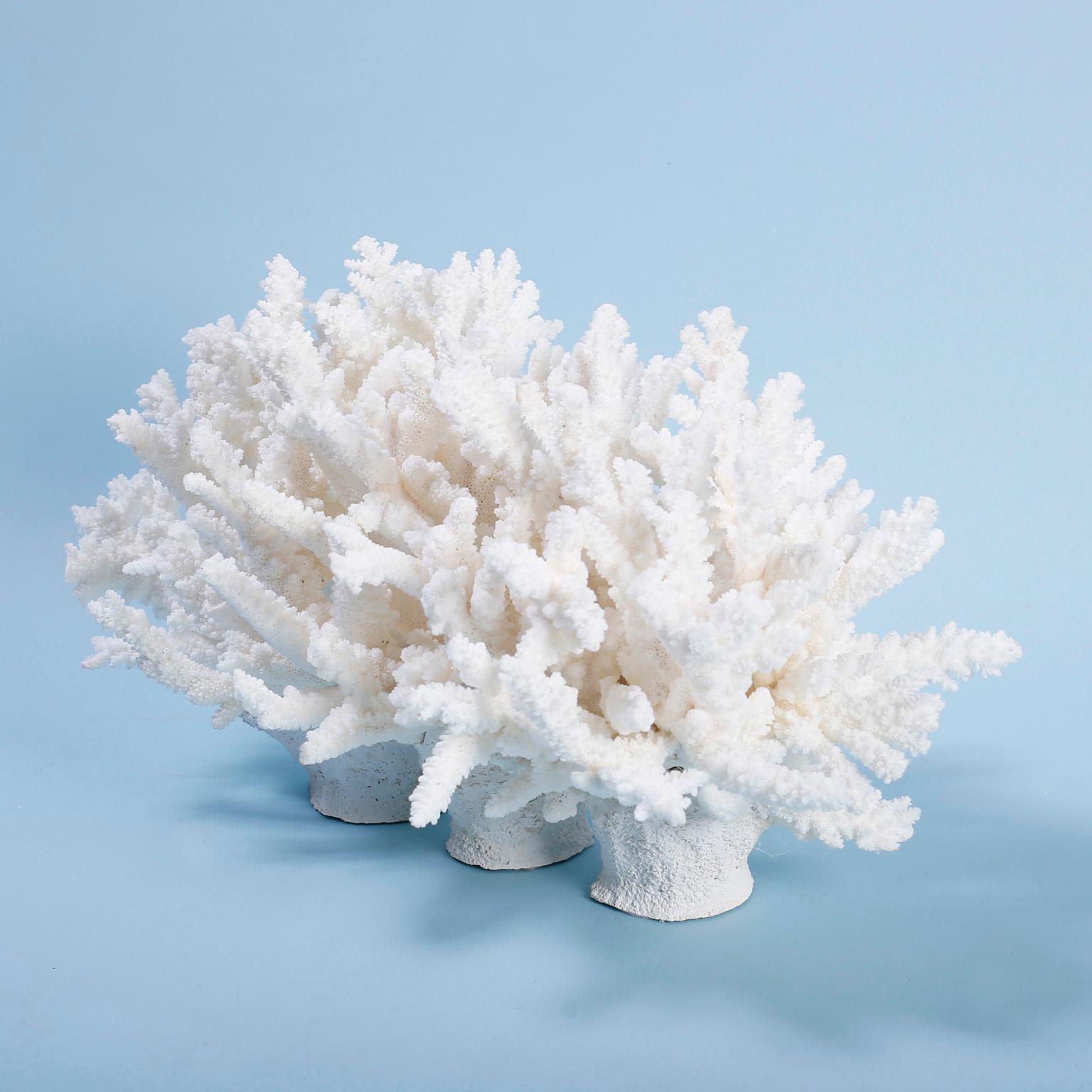 Solomon Islands White Coral Sculpture or Centerpiece